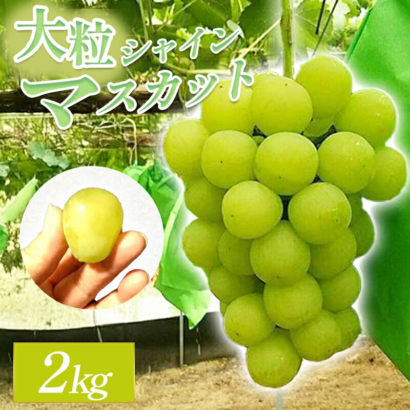 【ふるさと納税】〈先行予約 〉 大粒シャインマスカット 2kg 皮ごと食べられる 果物 フルーツ ぶどう ブドウ マスカット 新鮮 甘い 大粒 大きい 季節限定 期間限定 7月下旬〜8月下旬発送 特産品 お取り寄せ グルメ