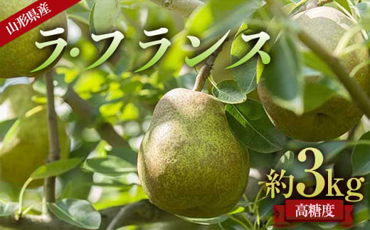 《先行予約 2025年度発送》山形県産 高糖度 ラ・フランス 約3kg（6～10玉）  なし ナシ 梨 デザート フルーツ 果物 くだもの 果実 食品 山形県 FSY-1811