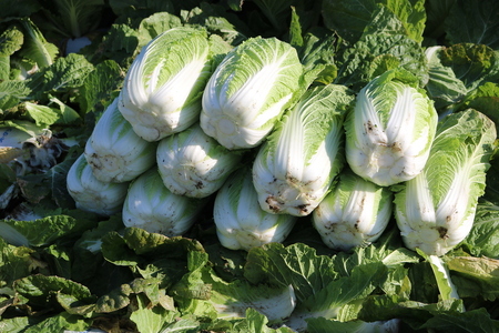 【先行受付】【11月】信州松本産・旬の野菜 おまかせセット（約10～12品）