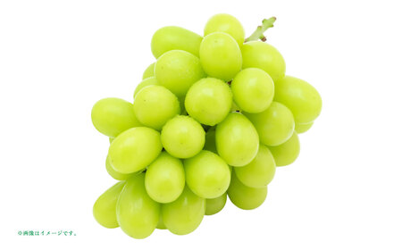 山形おきたま産冬のシャインマスカット （秀） 2～3房 （約1.5kg）シャインマスカット マスカット 葡萄 フルーツ 果物 果実 冷蔵 山形県 白鷹町 【2025年12月下旬順次発送予定】
