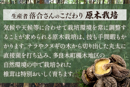 多良木町 槻木産 贈答用 【大葉厚肉】 乾燥 椎茸 205g しいたけ 熊本県 多良木町 原木 シイタケ 026-0025