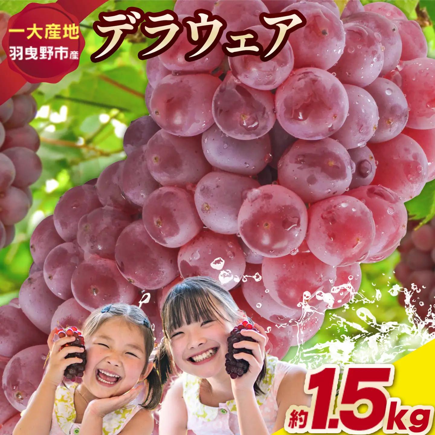 デラウェア 厳選デラウェア 約1.5kg