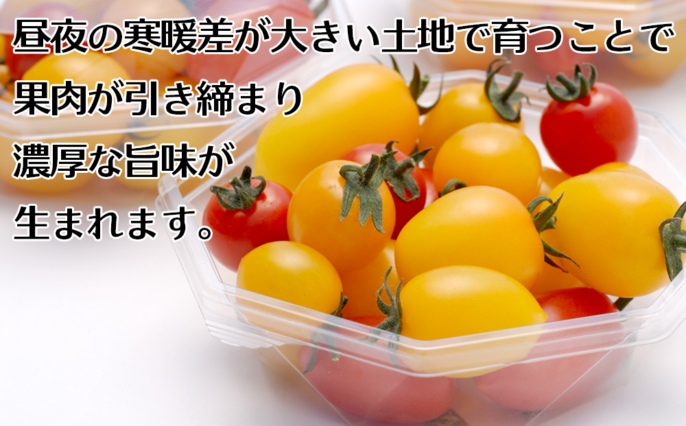 甘みがぎゅっと詰まった 宮城県大崎市鹿島台産 彩りミニトマト詰合せ 2kg（予約受付中）