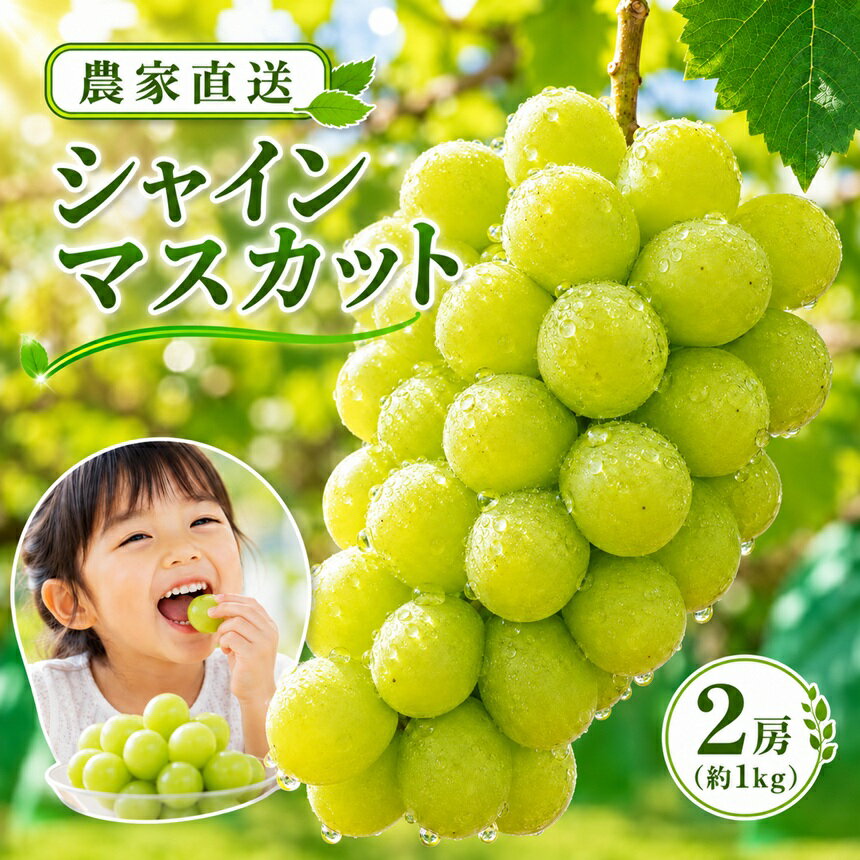【ふるさと納税】農家直送 シャインマスカット 1kg【2026年先行予約】 | 果物 くだもの フルーツ ぶどう 葡萄 新鮮 信州 南信州 長野県 飯田市