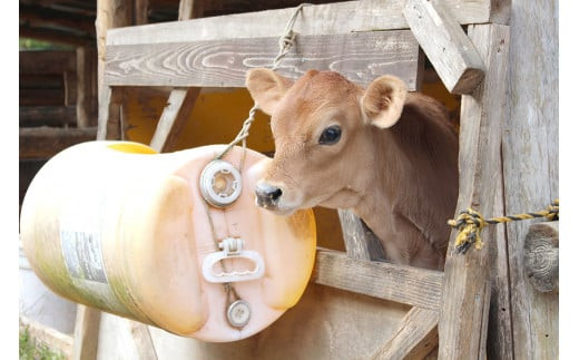 白木牧場 特別 牛乳 750ml×3本 絞りたての 牛乳