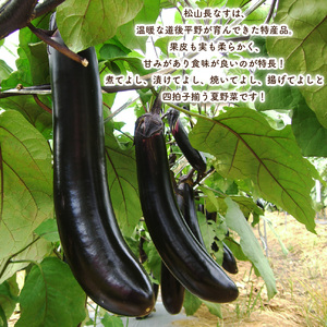 訳あり 松山長なす 約1kg 【2026年8月上旬より順次発送】 | なすなすなすなすなすなすなすなす 【VEG069】