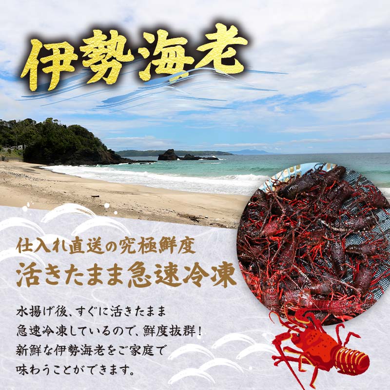 伊豆の恵み 4品(3種) Eセット ボイルサザエ 味噌汁用 カット伊勢海老 蒸し伊勢海老 伊勢海老 えび 海老 サザエ ボイル バーベキュー 味噌汁 蒸し 国産 海鮮 料理 伊豆 下田 静岡 辻水産