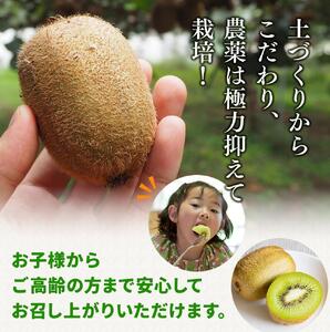 ＜11月より発送＞厳選 キウイフルーツ5kg+250g（傷み補償分）【扁平果】【ikd133D】