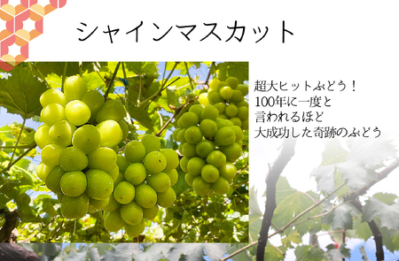 5-42 【先行予約】シャインマスカット贅沢定期便２㎏×３回
