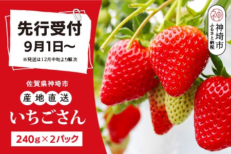 【先行受付 令和7年12月中旬より発送】【農家直送】いちごさん240g×2パック【佐賀県産 国産 人気 いちご おいしい スイーツ 果物 ブランド】(H124101)