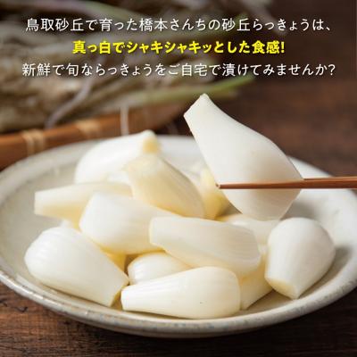 ふるさと納税 鳥取市 橋本さんちの根付き生らっきょう 3.6kg |  | 01