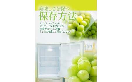 【岡山県産】晴王 シャインマスカット 約2.0kg以上 【2025年9月上旬〜11月下旬発送予定】 マスカット ぶどう ブドウ 葡萄
