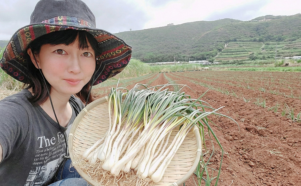 【2026年1月より順次発送】久米島の潮風育ち！島らっきょう 500g 農家直送 国産 新鮮 旬 沖縄 島野菜 鮮度 塩漬け 天ぷら 肉巻き キムチ 漬け物 レシピ アレンジ 人気 おつまみ シャキシ