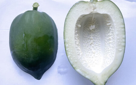 酵素たっぷり　青パパイヤ果実とパウダーセット　滋賀県長浜市/株式会社ロハス長浜[AQAP006]