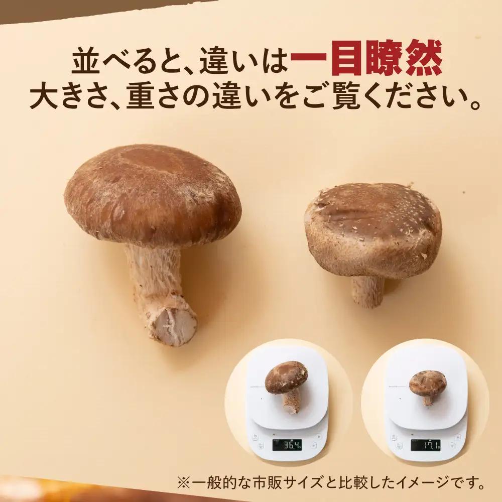 生しいたけ 1kg | しいたけ