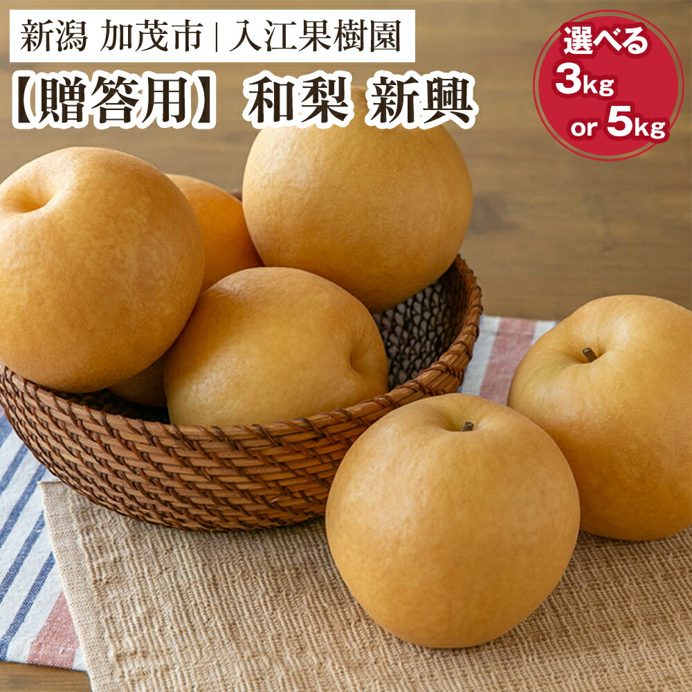 【ふるさと納税】【2026年先行予約】【贈答用】和梨 新興 選べる「3kg」or「5kg」《10月中旬～順次出荷》 しんこうなし 果物 フルーツ ナシ 新潟産 加茂市 入江果樹園