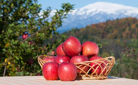 FYN9-688 《先行予約》2024年 山形県産 高徳 りんご 約2kg（6～12玉）2024年10月下旬頃から順次発送 くだもの 果物 フルーツ リンゴ 林檎 小玉 蜜 ギフト 化粧箱