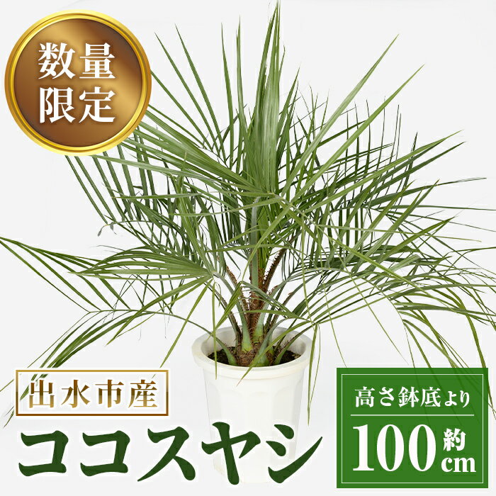 【ふるさと納税】＜毎月数量限定＞ココスヤシ(鉢底より高さ約100cm) 植物 観葉植物 ココスヤシ 国内産 インテリア グリーン 自然 緑 ギフト 贈り物 数量限定【kurk PLANT LEATHER】