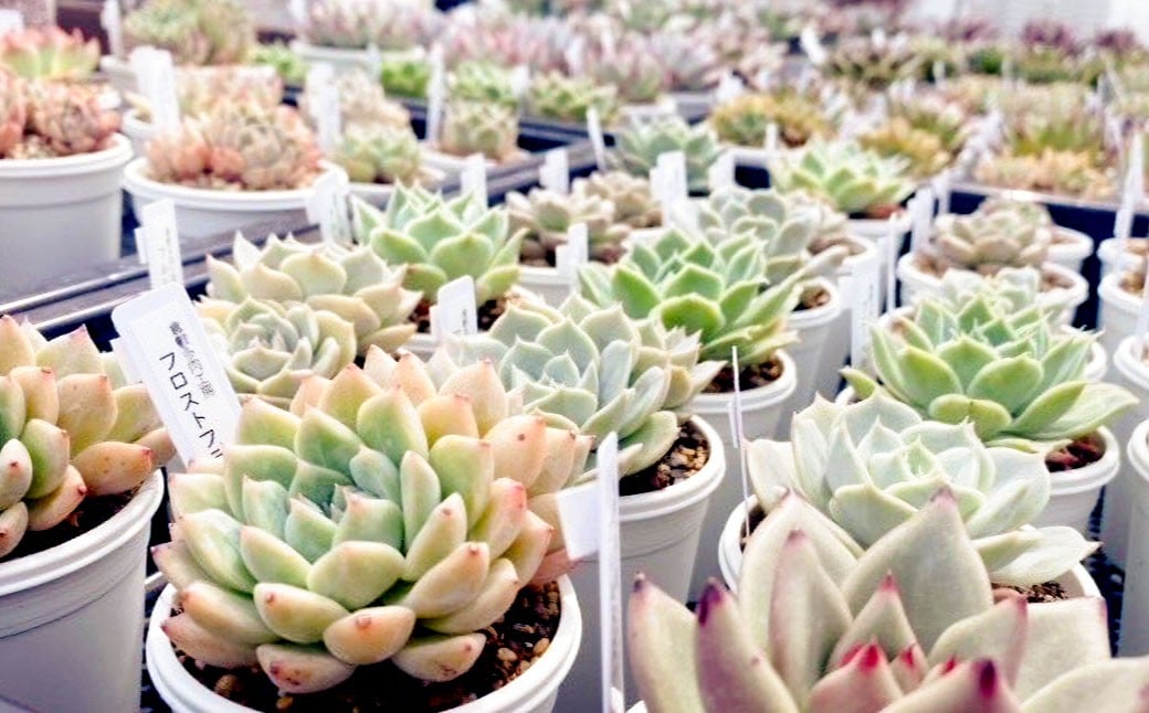 多肉植物の詰め合わせ 5～7株セット