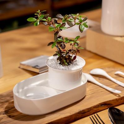 ふるさと納税 白山市 NIKKOのTebleBonsai+肥料「ボナース」セット(TB-2) |  | 02