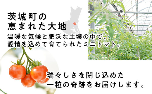 454 ミニトマト 1.5kg 甘い JA 水戸 茨城 2026年8月頃から順次発送予定