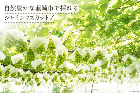 【2025年発送】ぶどう シャインマスカット 約550g×3 計約1.6kg 韮崎市産 [Inakakara 山梨県 韮崎市 20742822] フルーツ 果物 ブドウ 葡萄 山梨県産 産地直送 期間