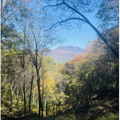 ふるさと納税 御代田町 林業芸術社　2年乾燥薪(広葉樹約22cm /約5kg分/中割り〜)御代田町面替 |  | 02