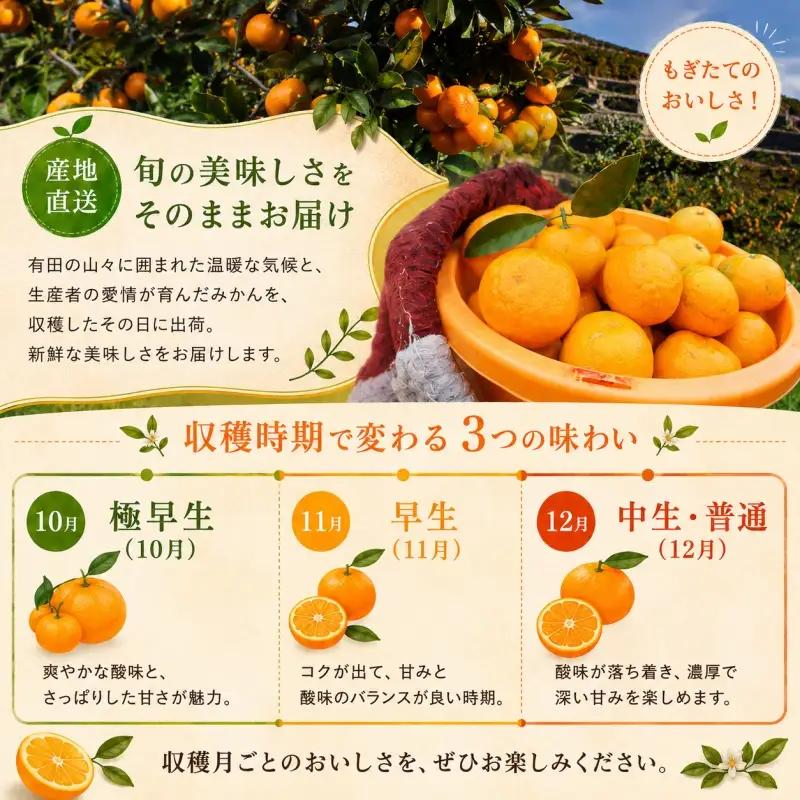 もぎたて 無選別 有田 みかん 2kg 訳あり 11月 配送 / ミカン 蜜柑 柑橘 温州みかん 和歌山 有田 ※2026年11月上旬～11月下旬に順次発送 【oda004-c-2-11】