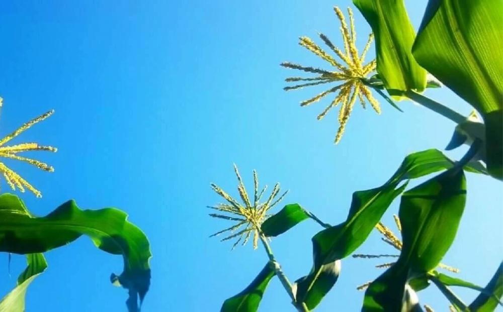 富士河口湖町産Inakakara「ドルチェドリーム」10本