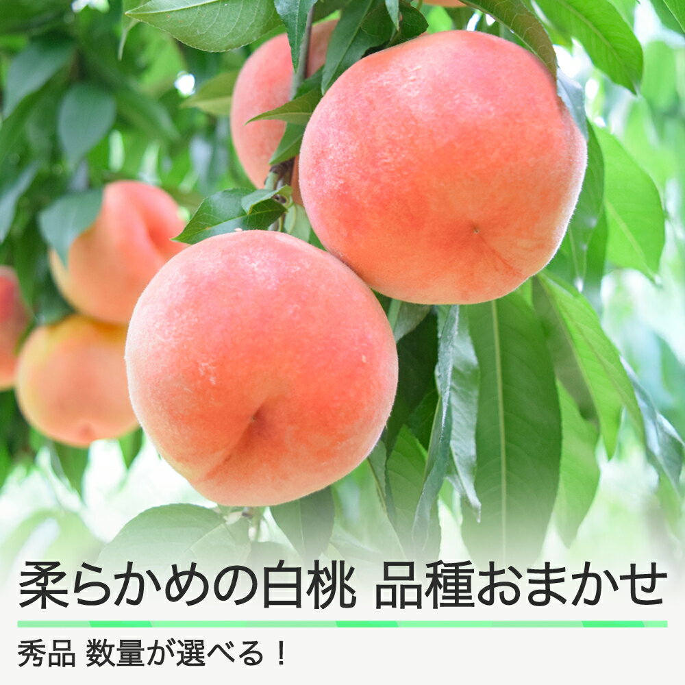 【ふるさと納税】先行予約 もも 桃 柔らかめの白桃 品種おまかせ 数量を選べる 山形県産 2026年産 令和8年産 フルーツ 果実 送料無料 ry-mohts
