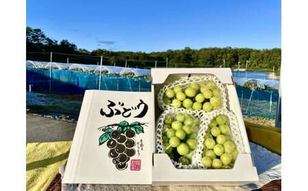 【2026年先行予約】【訳あり】 ご家庭用 シャインマスカット 約1.8kg（2～4房）  NISSHOKU FARM 【先行予約】 / 甘い 岡山 訳アリ わけあり ぶどう ブドウ 葡萄 シャインマ