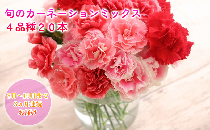 ＜2024年8月～10月まで3ヶ月連続お届け＞北海道 カーネーション ミックス 4品種 20本以上 花 花束 切花 ブーケ 旬 季節 詰め合わせ 生花 フラワー アレンジメント 産地直送 つきがたふるさと花の会 送料無料