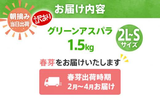数量限定 先行予約 訳あり 規格外 アスパラ 2L～Sサイズ 1.5kg 春芽　朝採り 朝採れ 直送 グリーンアスパラガス アスパラ【2月～4月お届け】 BT04 春芽【2月～4月お届け】