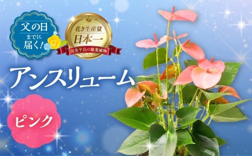 《父の日までにお届け》アンスリューム ピンク 花 花 鉢植え 鉢 鉢花 花 観葉植物 植物 5号鉢 人気 おしゃれ かわいい 父の日 プレゼント 贈り物 贈答 ギフト 夏 フラワーギフト 父 ありがとう お父さん 父親 記念日