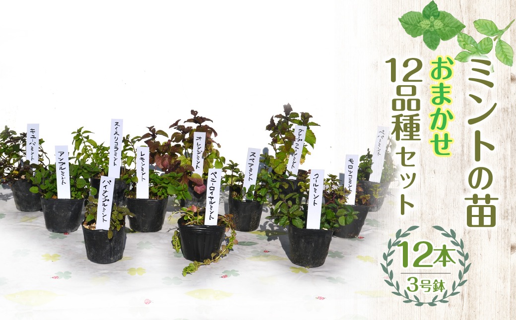 【ハーブショップYOU'樹】【おまかせセット】ミントの苗 3号ポット 12品種セット SWBE013