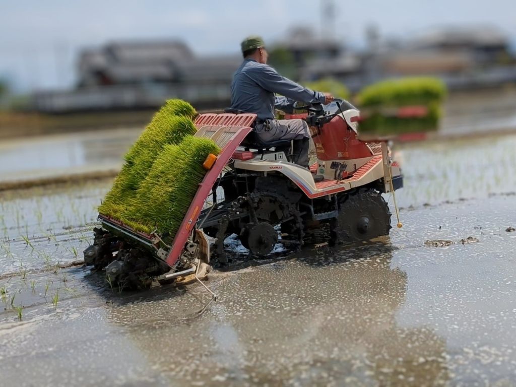 【6回定期便】「ひのひかり」白米 5kg × 6ヶ月 連続でお届け 全30kg 奈良県 三宅町 志埜米穀店 ヒノヒカリ 冷めてもおいしい もちもち 堆肥ミネラル栽培米