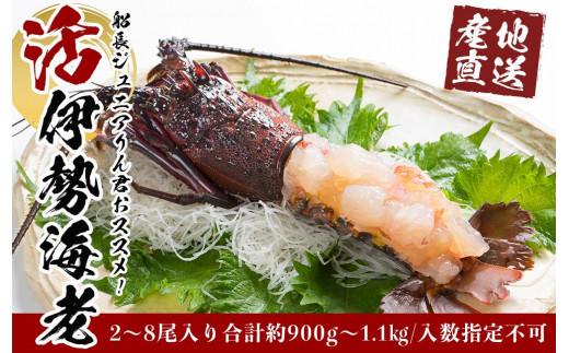 
活 伊勢海老 2尾 ～ 8尾 合計 約 900g ～ 1.1kg セット 産地直送 船長ジュニア りん君おススメ
