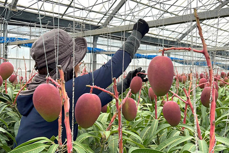 【2024年発送】縁sファームのアップルマンゴー家庭用2kg