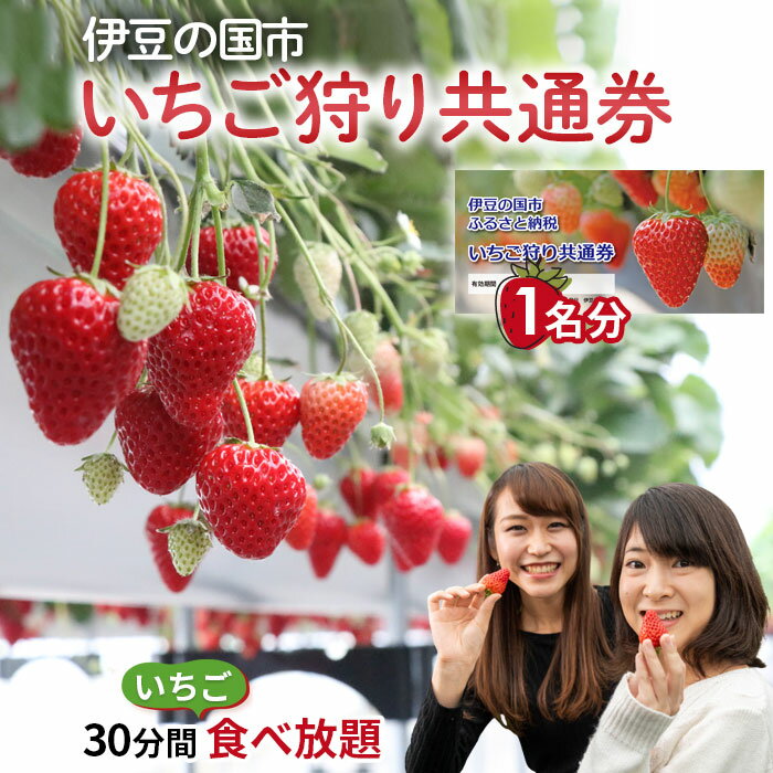 【ふるさと納税】伊豆の国市いちご狩り共通券（1名様分） ／ 体験 観光 苺 イチゴ チケット 30分間 食べ放題 紅ほっぺ 章姫 あきひめ 高設栽培 ジューシー 伊豆の国 静岡県 静岡 国内