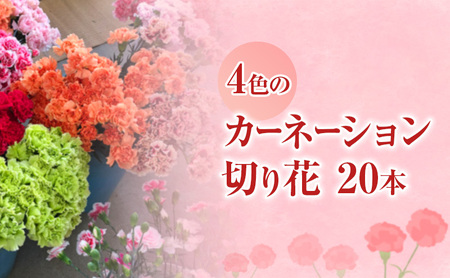河津町特産 カーネーション 生花 20本 12月～3月中旬発送