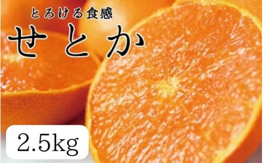 【先行予約】とろける食感 ジューシー柑橘 せとか 約2.5kg みかん 蜜柑 柑橘 オレンジ 果物 フルーツ 国産 ※2026年2月上旬頃～2026年2月下旬頃に順次発送予定 / ミカン みかん くだもの 果物 柑橘 フルーツ【uot789A】