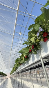 古都華270g×2パック【2026年1月以降お届け】