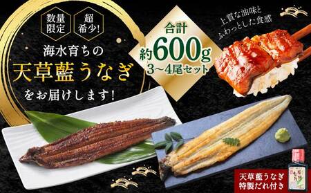 【ミシュラン1つ星店 採用】うなぎ 国産 紅白3-4尾セット600g 海水育ちの天草藍うなぎ