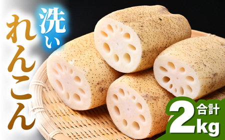 【先行予約】洗いれんこん2kg《発送直前に収穫してお届け！》 シャキっとした歯触り！ ／ 有機肥料 低農薬 蓮根 レンコン 野菜 根菜 正月【2026年11月中旬以降順次発送予定】 [aw056-a012]