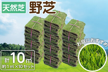 ＜先行予約受付中！R6年11月頃配送予定＞天然芝＜野芝＞10平米! 芝 芝生 天然 天然芝 DIY グランドカバー ガーデニング 野芝  鹿児島県 お庭 c5-030