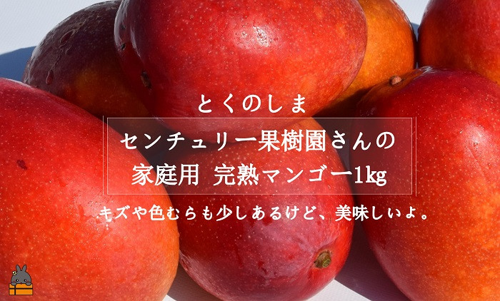 
            1439 ≪今が旬！≫【家庭用】徳之島センチュリー果樹園さんの完熟マンゴー1kg（2～3玉）( マンゴー フルーツ わけあり 訳あり 訳有 果物 完熟 無加温 徳之島 世界自然遺産 美味しい とろける 旬 贅沢 糖度 南の島 )
          