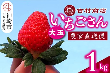 【令和7年1月中旬より順次発送】大玉いちごさん 4パック 約1kg (平詰め・2P×2箱) 【大玉 いちご 苺 いちごさん 農家発送 甘い お菓子作り フルーツ】(H098106)