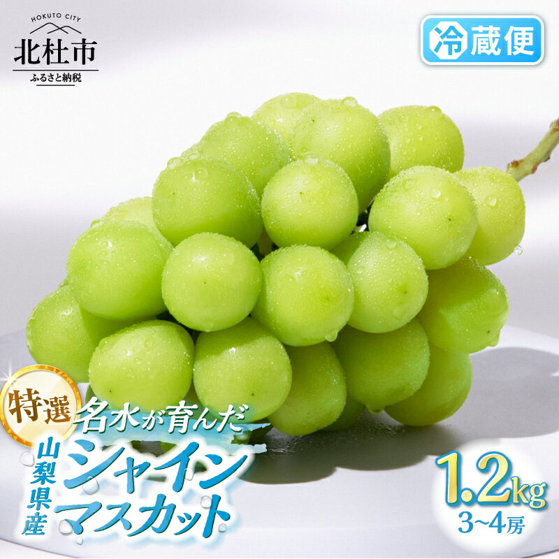 【ふるさと納税】 シャインマスカット 1.2kg 3～4房 北杜市産 【2026年発送】特選 マスカット ぶどう 葡萄 種なし フルーツ 果物 お楽しみ みずみずしい 家庭用 贈答用 お取り寄せ 数量限定 期間限定 八ヶ岳南麓 山梨県 北杜市 送料無料