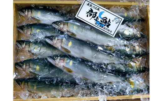 【G0014】郡上鮎 小10本入500g  / 食品 魚介類 水産加工品 その他水産物 鮎 アユ