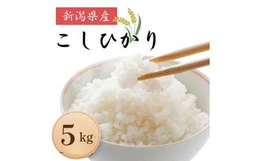米 コメ お米 おこめ こしひかり 精米 白米 5kg 令和8年産 2026年産 送料無料 新潟 見附 見附市 岩渕農場